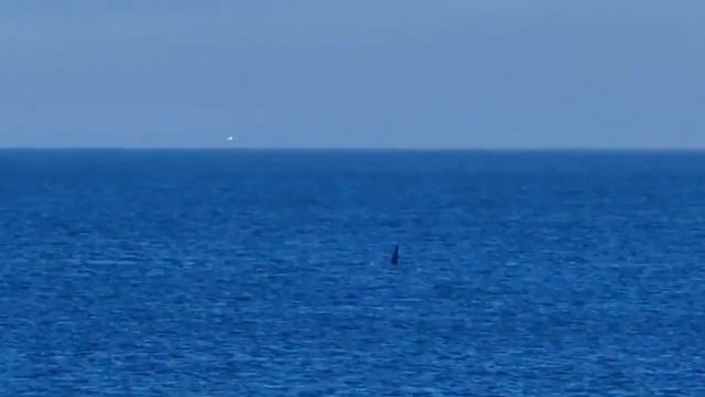 Невероятная Камчатка! Встретили в море стаю касаток смотреть онлайн
