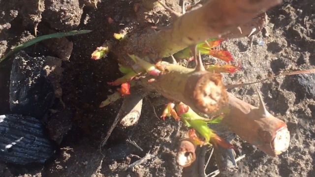 Слива| Всё цветёт| птицы поют| смотреть онлайн