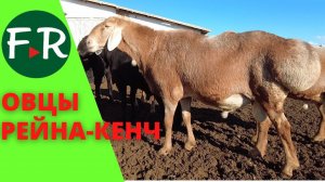 Очень крупные бараны арашанской породы! КФХ Рейна-Кенч. Гиссарские и арашанские овцы.