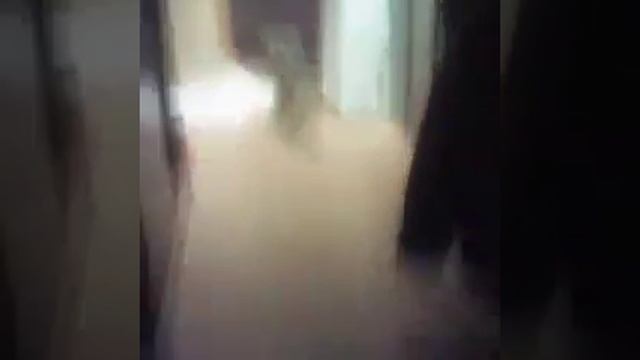 Приехал в другой город. Как научить Йорка команде сидеть и лежать смотреть онлайн