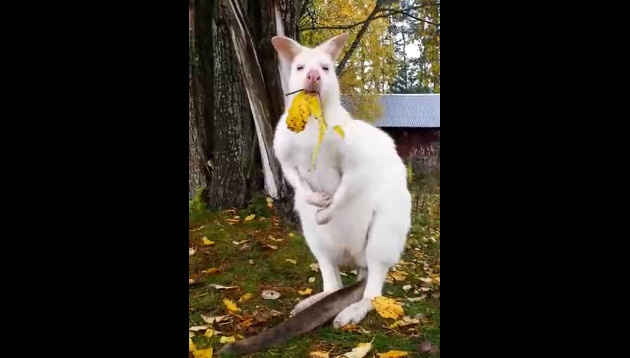 Кенгуру лакомится осенними листьями смотреть онлайн