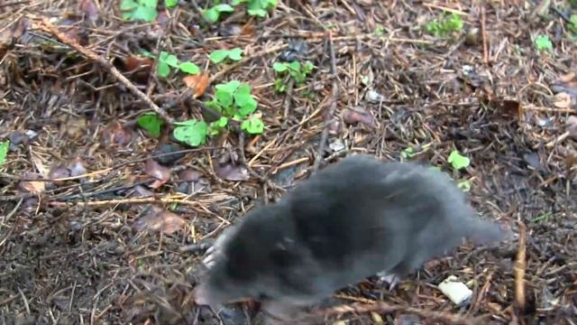 Крот) смотреть онлайн