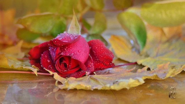 За вздохом утренним А Фет смотреть онлайн