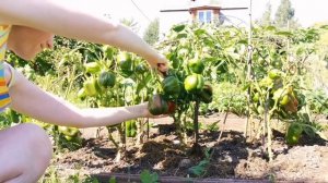 Перец Калифорнийское чудо