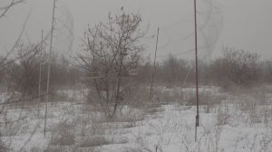 ловля птиц на орнитологическую сеть