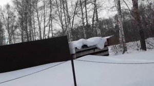 Использование грибных отработанных блоков в огороде.