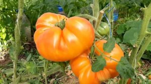 Томат Бурракерские любимцы