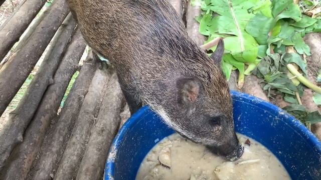 Survival Instinct, Wilderness Alone, Domestication Of Wild Boar, Building A Life (Ep 131)