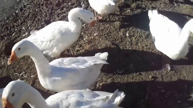 Переезд на Юг в деревню. Гуси Линда смотреть онлайн