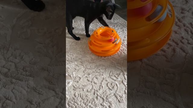 У котиков новое развлечение ??♀️Ориентальные коты смотреть онлайн