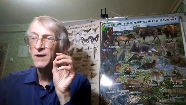 Летучие Мыши, Коты и Человек - Какая Связь? Почему Летучие Мыши и Вирусы - Друзья? Неужели Это Так?