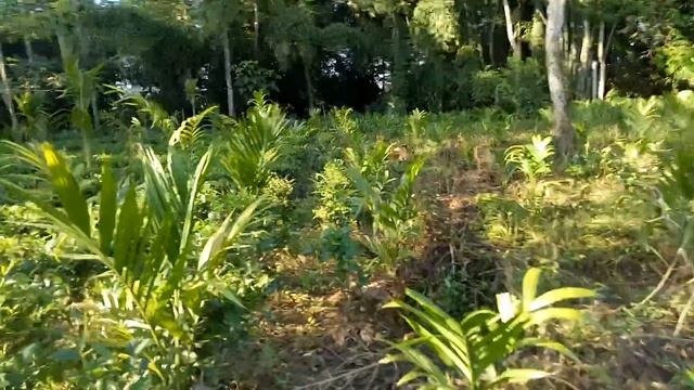 Betel nut is a seed of the Areca catechu, a type of palm tree. смотреть онлайн