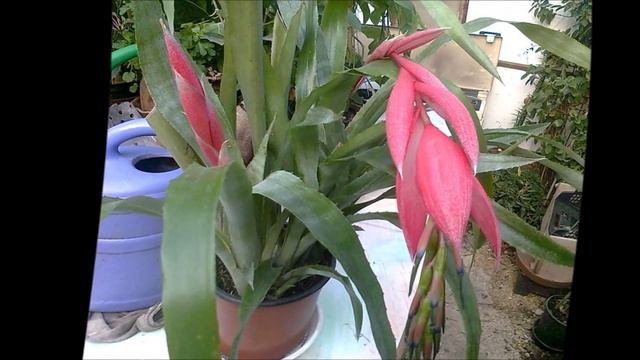 Бильбергия уход