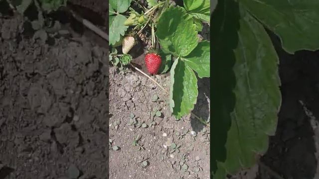 Клубника сорт азия первый урожай смотреть онлайн