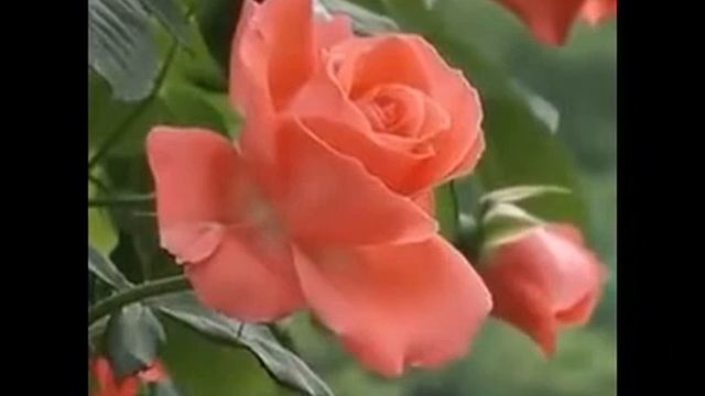 200000321-SP Благословенной ночи (0.30) смотреть онлайн