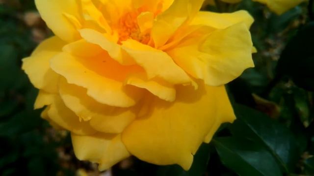 ЖЁЛТАЯ РОЗА: цветок, цветение - Yellow rose смотреть онлайн