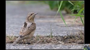 Голоса птиц: вертишейка.