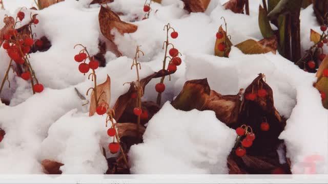 Я слагаю стихи на снегу