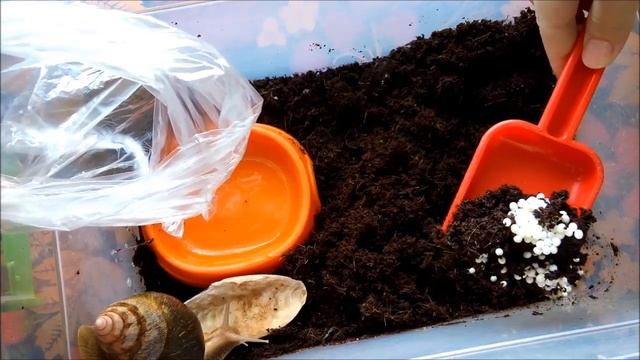 Размножение улиток ахатин. Что делать с яйцами??? смотреть онлайн