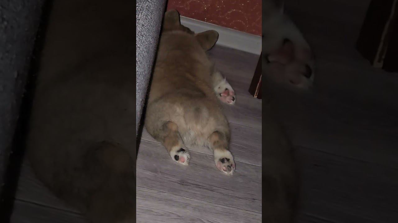 ▷Попка корги шевелится хвостик◁ смотреть онлайн