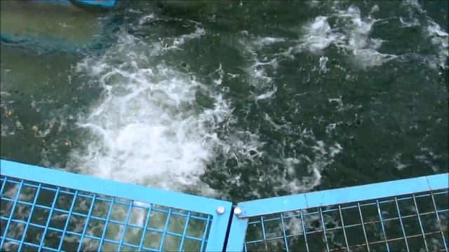 Прыжки белого медведя Кая .10.10.18 г. смотреть онлайн