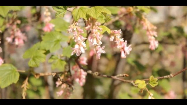 CANON EOS 550d / T2i - 18-55 Kit Lens Test / HD / | OSdslrCINEMATOGRAPHY смотреть онлайн