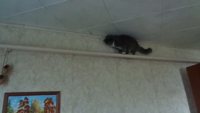 Цирковой кот... почти) смотреть онлайн