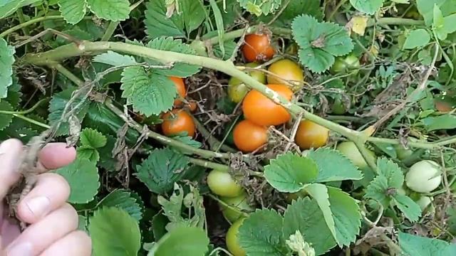 Мой Огород. Сентябрь. Золотое Сердце. Сибирский Козырь. Рио Гранде смотреть онлайн