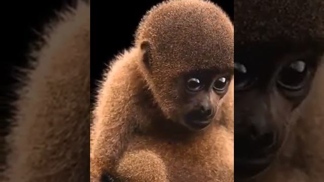 Детеныш Шерстистой Обезьяны смотреть онлайн