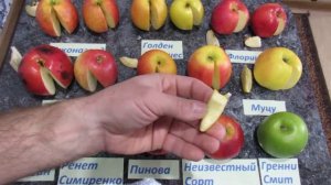 Яблоки Джонаголд, Чемпион, Муцу, Лиголь и др. Обзор и дегустация яблок