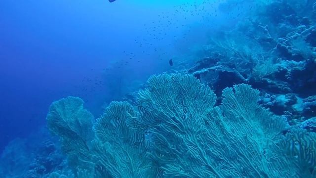 Дайвинг в Красном Море. Diving in the Red Sea. смотреть онлайн