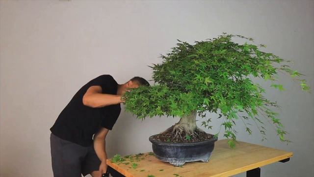 Обрезка Бонсай с Помощью Ножниц – Уход за Деревом Поздней Весной смотреть онлайн