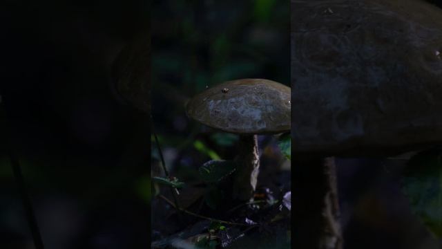 Фотогрибник смотреть онлайн