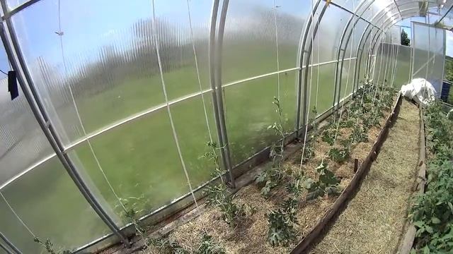 Выращивание Арбузов в теплице под мульчей - убираю мульчу. смотреть онлайн