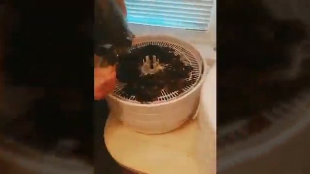 Заготовка чая из листьев и цветов груш от А до Я. Сбор,ферментация,сушка чая своими руками.