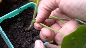 Настурция.  Как черенковать настурцию для получения нового растения  Мой опыт