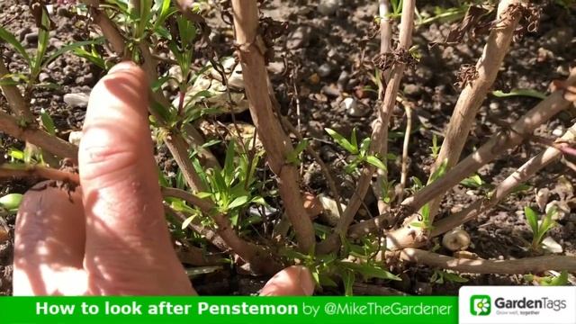How to look after Penstemon by MikeTheGardener смотреть онлайн