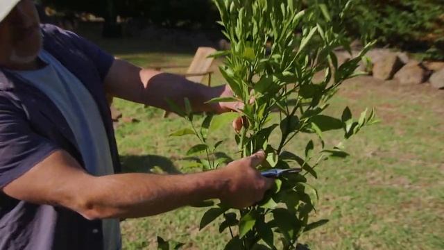 Top 5 Mandarin Varieties To Grow смотреть онлайн