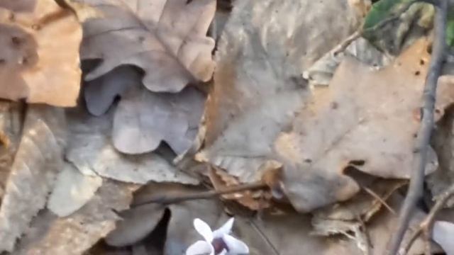 Цикламен кавказский. Лесная поляна. смотреть онлайн