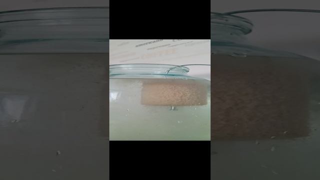 технопланктон.