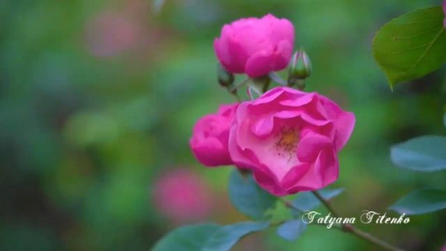 Для души...В твоих глазах Мечта Музыка Валерия Ниминущего смотреть онлайн