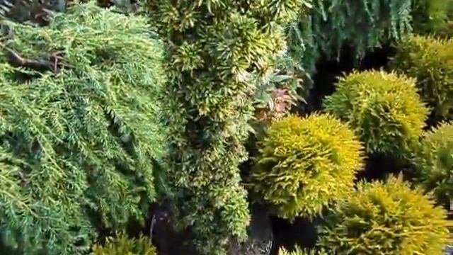 Taxus baccata Fastigiata Aureomarginata смотреть онлайн