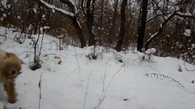 Хранители зимнего леса. Южнорусские овчарки. смотреть онлайн