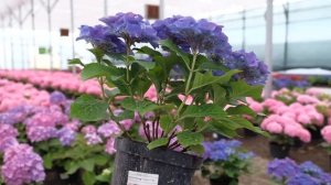 Гортензии. Как окрасить в синий цвет?