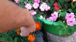 ОБЗОР ЦВЕТОВ и КРАСИВОГО ЦВЕТНИКА НА ДАЧЕ
