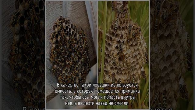 Как избавиться от ос на даче под крышей смотреть онлайн