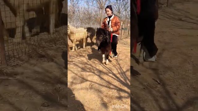 #Gentle and honest, both adults and children can ride смотреть онлайн