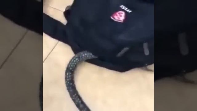 Spooky danger noodle смотреть онлайн