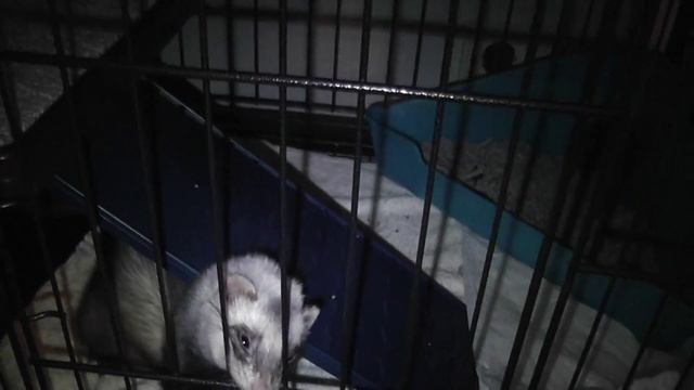 Хорек с первого дня в доме День 2 Она пошла в туалет в положенное место! смотреть онлайн