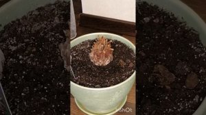 Саговая пальма, цикас Правильный уход